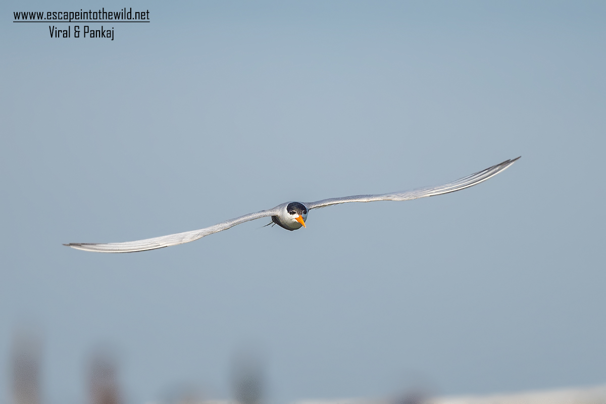 Black-bellied Tern